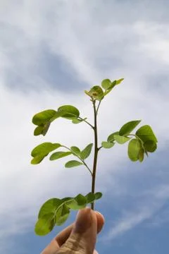 Young tree Stock Photos