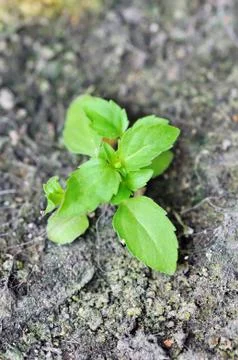 Young tree Stock Photos