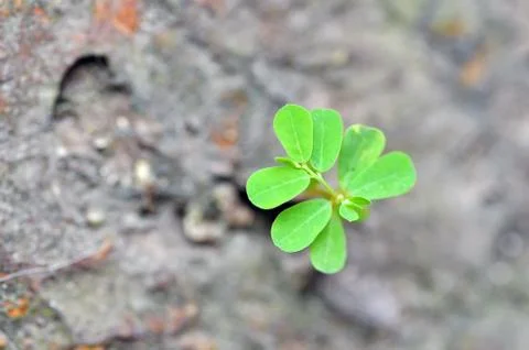 Young tree Stock Photos