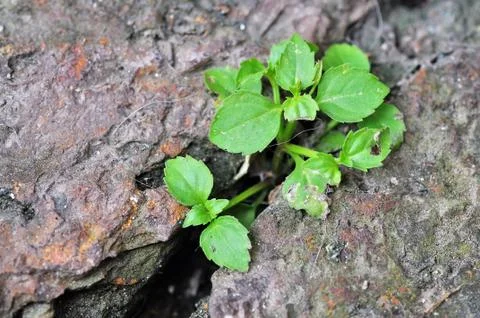 Young tree Stock Photos
