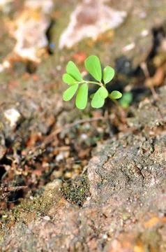 Young tree Stock Photos