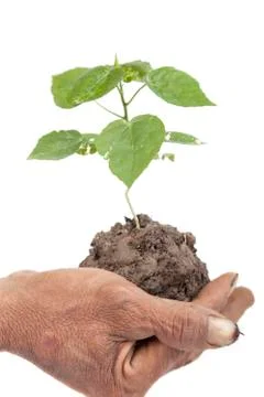 Young tree. Stock Photos