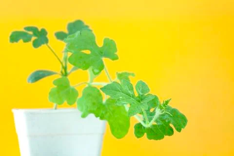 Young tree Foto stock