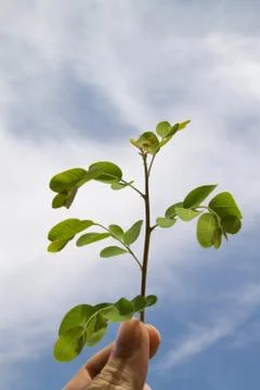 Young tree Stock Photos