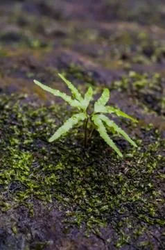 Young tree Foto stock