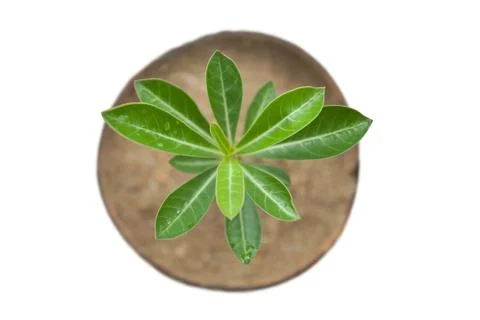 Young tree Stock Photos