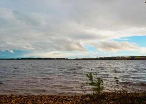 The young tree Stock Photos