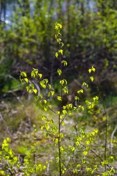 Young tree Stock Photos