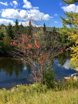 Young tree Stock Photos