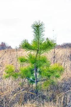 Young tree Pine ordinary Stock-Fotos
