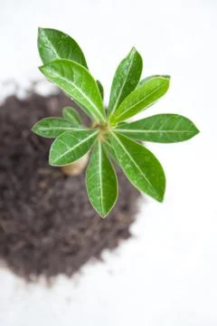 Young tree in plant Stock Photos