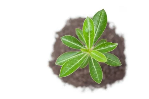 Young tree in plant Stock Photos
