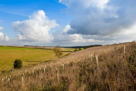 Young tree plantation Stock Photos
