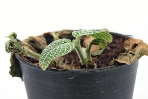 Young tree in the pot Stock Photos