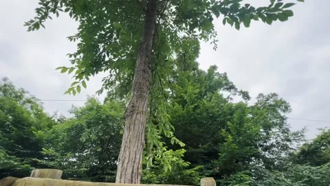 A young tree propped up in a green park Stock Footage 276826521
