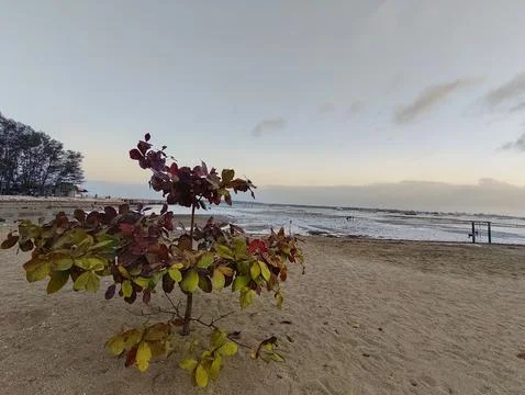 A young tree with red and green foliage stands on a calm, sandy beach at sunset. Stock Photos