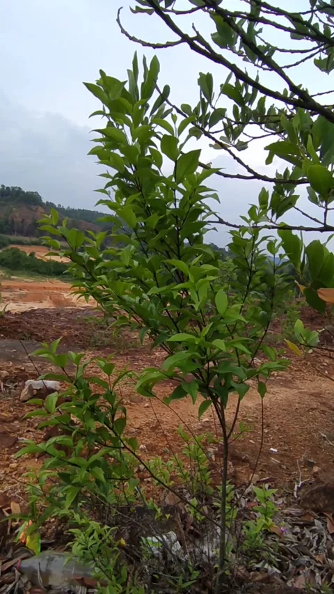 Young tree red soil Stock Footage 336045367