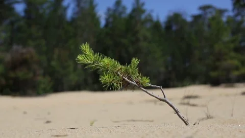 Young tree in the sand. Video stock 77820657