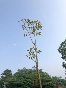 Young Tree Sapling Against Sky for Reforestation and Growth Concept Stock Photos