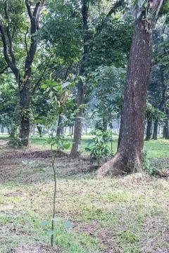 Young Tree Sapling Beneath a Mature Tropical Forest Canopy Stock Photos