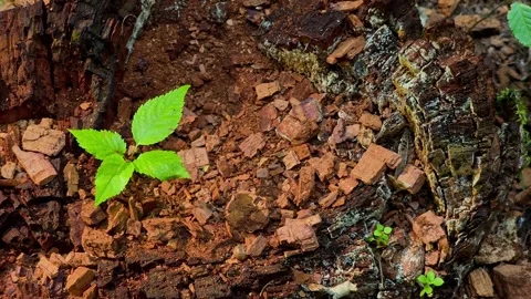 Young tree sapling growing out of an old decayed tree stump in a forest. Stock Footage 338351996