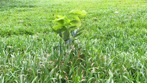 Young Tree Sapling Growing in a Sunlit Green Meadow Stock Footage 342314000