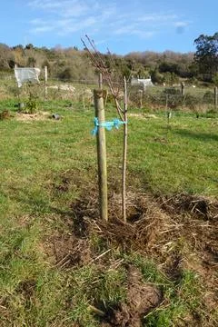 Young tree sapling planted in green field with stake Stock Photos