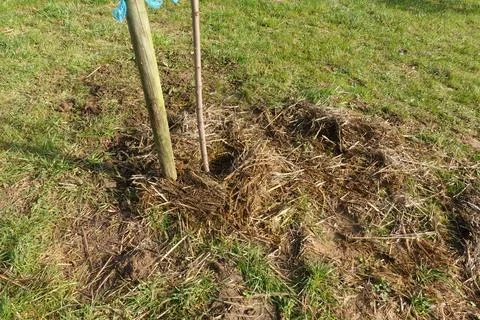 Young tree sapling planting with mulch in garden Stock Photos