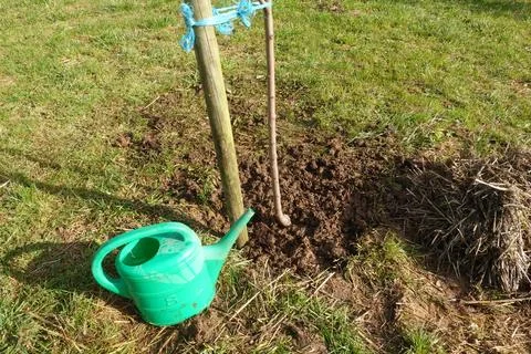 Young tree sapling planting with watering can Stock Photos