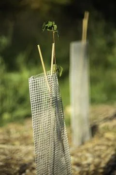 Young tree sapling in protective metal mesh, vertical shot Stock Photos