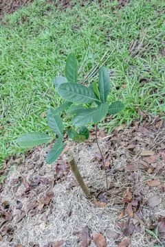 Young tree saplings growing on a tropical park floor Stock Photos