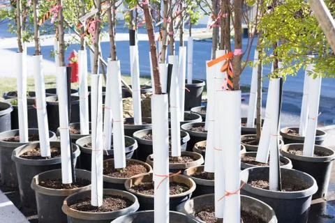 Young tree saplings Stock Photos