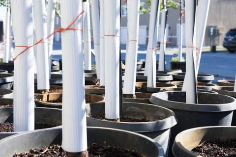 Young tree saplings Stock Photos