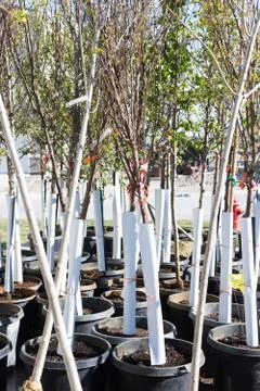 Young tree saplings Stock Photos