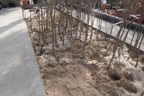 Young tree saplings planted in sand at nursery 스톡 사진