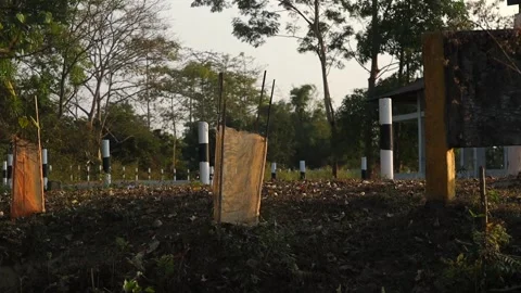 Young Tree Saplings Protected Along Roadside in Rural Landscape Stock Footage 328340798