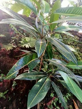 Young Tree Seedling With Dense Green Leaves Stock Photos