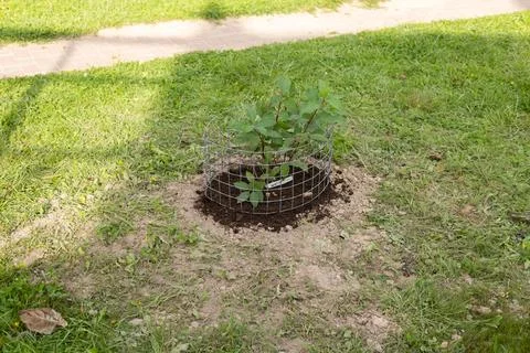 A young tree seedling surrounded by a small fence grows on the grass Stock Photos