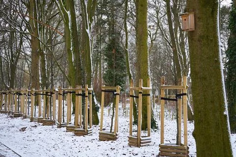 Young tree seedlings with support in winter park. Stock Photos
