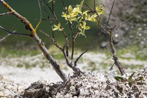 Young tree shoot making its way through the chalk ground Stock-Fotos
