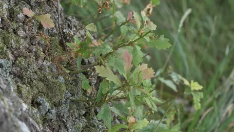 Young Tree Shoots Sprouting - Beautiful English Lake District Flower Meadow Vídeo Stock 149273327
