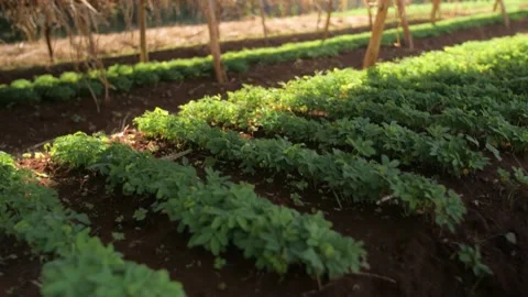 Young tree shoots in a tree nursery, in Ethiopia Stock Footage 205915193