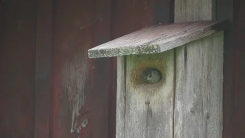 Young Tree Sparrow Bird Looking Out from Bird House, Close Up Stock Footage 345199218