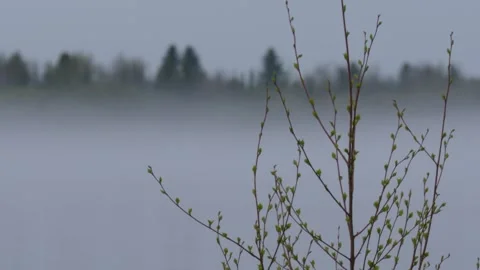 Young  tree with spring sprouse in the fog. Forest on the background Stock Footage 269687694