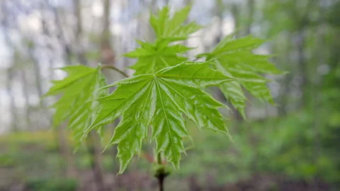 Young tree sprout Vidéo 273512592