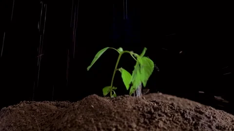 A young tree sprout in the ground, dripping raindrops Stock Footage 139840199