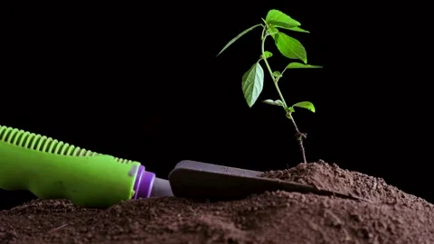 A young tree sprout in the ground, the wind blows on it, the leaves move Stock Footage 139840208