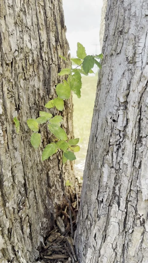 Young Tree Sprout Growing Inside Tree Trunk Cavity Stock Footage 345922949