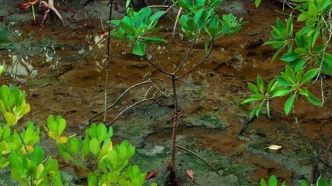 Young Tree Sprout Growing Through Soft Sediment in Tidal Habitat Vídeo Stock 343070021