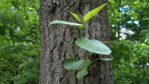 Young tree sprout grows Stock Footage 242497067
